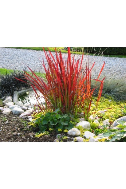 Імперата Red Baron 