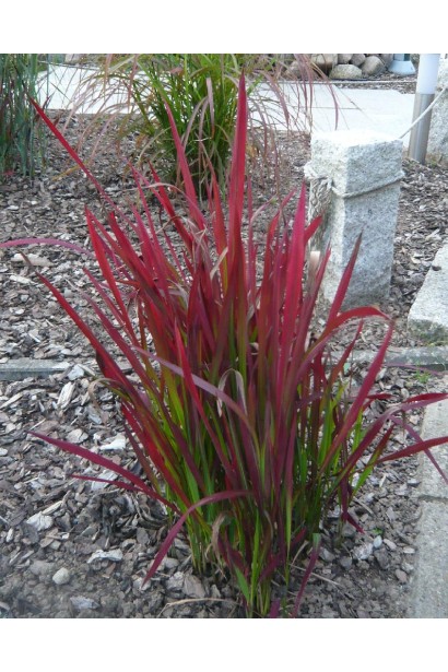 Імперата Ред Барон багаторічний злак