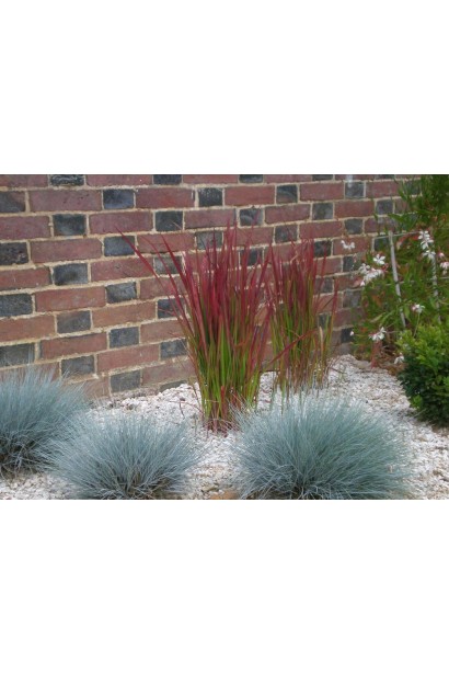 Imperata cylindrica Red Baron