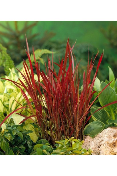 Імперата циліндрична Ред Барон в ландшафтній композиції