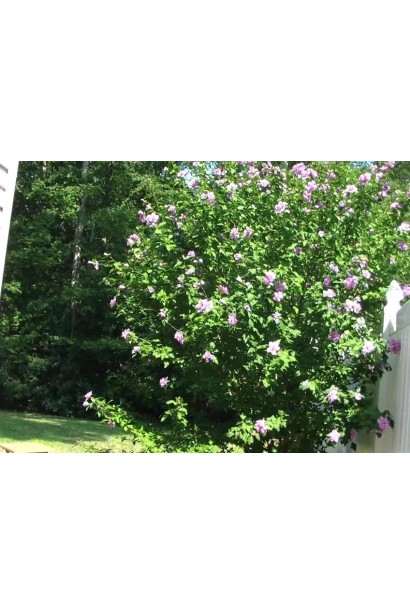 Гібіскус сірійський Арденс кущ