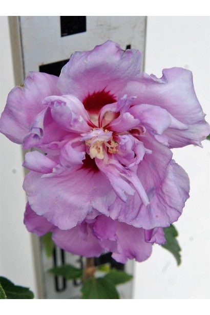 Гібіскус сірійський Арденс розмір квітки