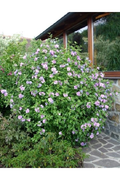 Гібіскус сірійський Арденс в саду