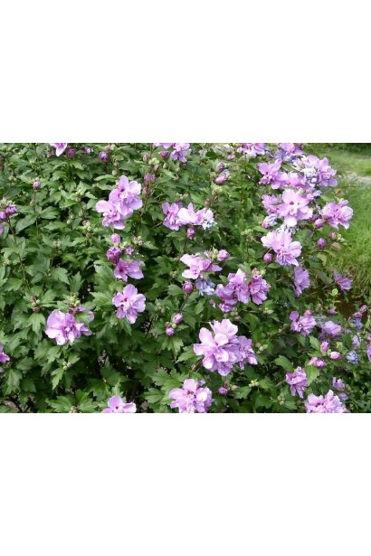 Гібіскус фіолетовий