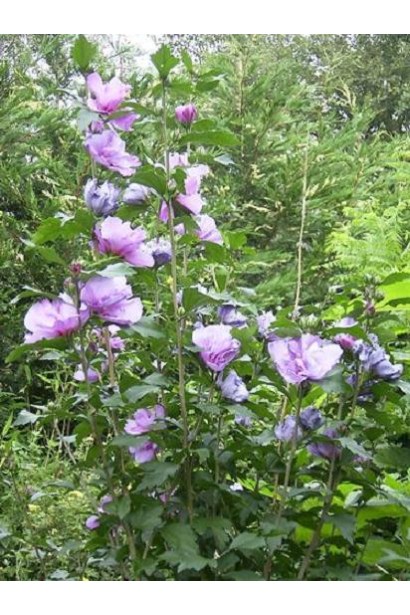 Гібіскус сірійський Арденс