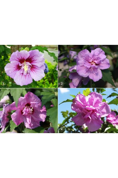 Гібіскус сірійський Арденс махрові квіти