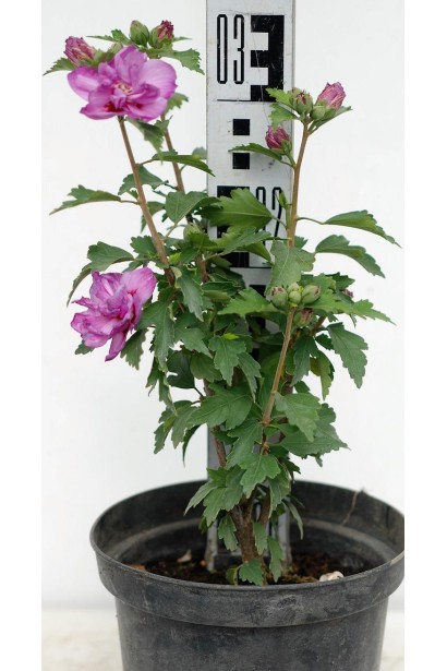 Гібіскус сірійський Арденс саджанець С3