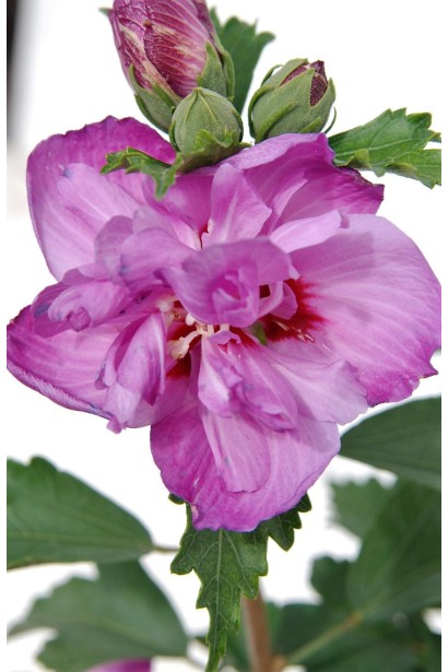 Hibiscus syriacus Ardens