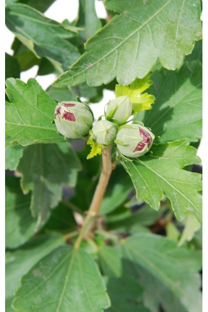 Гібіскус Ardens бутони