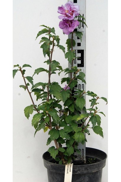 Гібіскус сирійський Ardens контейнер 30-40 см