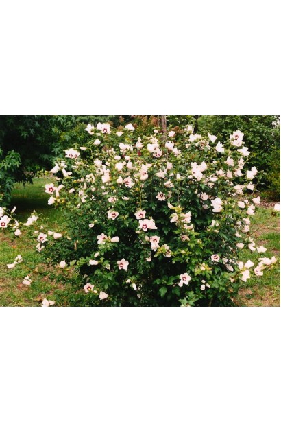 Гібіскус сирійський Ред Харт