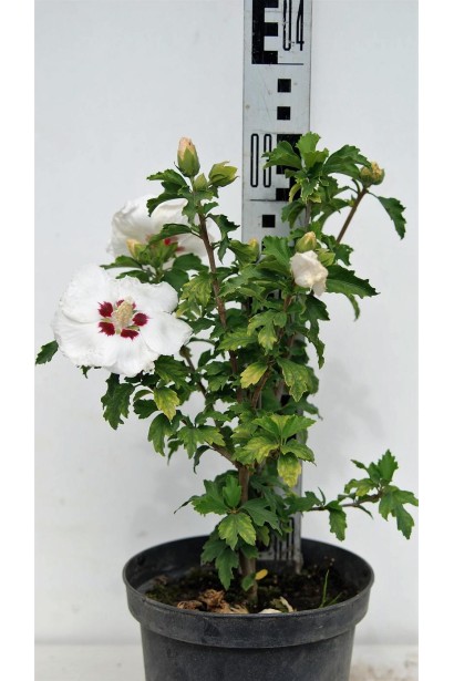 Гібіскус сирійський Ред Харт саджанець 25-30 см