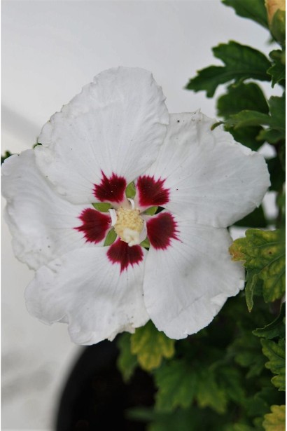 Hibiscus syriacus Red Heart