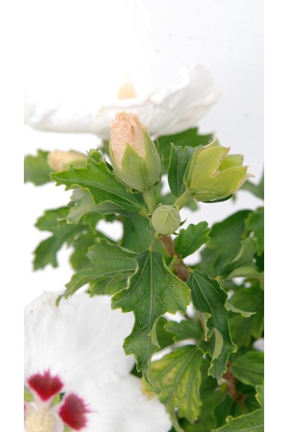 Гібіскус сирійський Ред Харт бутони