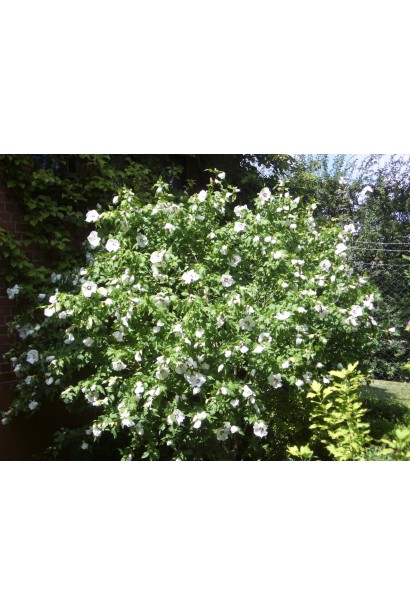 Гібіскус сирійський Ред Харт кущ