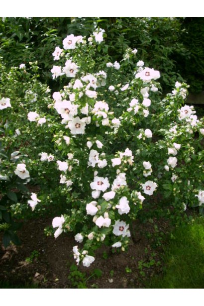 Гібіскус Red Heart