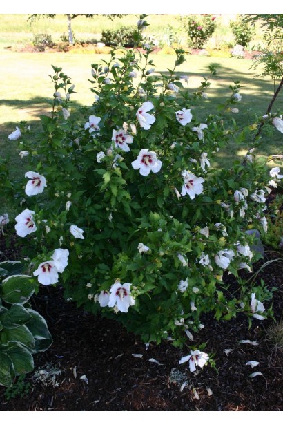 Гібіскус сирійський Ред Харт на клумбі