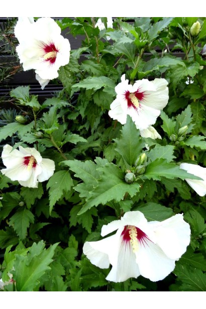 Гібіскус сирійський Ред Харт цвітіння