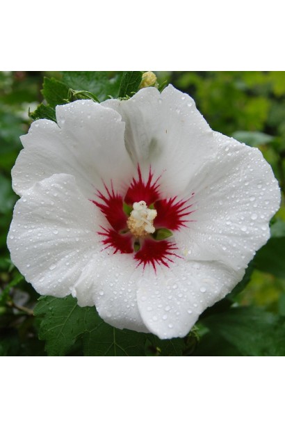 Гібіскус сирійський Ред Харт проста квітка