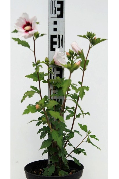 Гібіскус сирійський Ред Харт | Hibiscus syriacus Red Heart | Гибискус сирийский Ред Харт