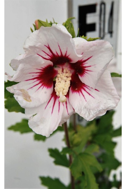 Гібіскус білий Ред Харт