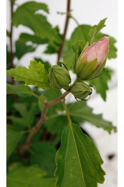Гібіскус сирійський Ред Харт | Hibiscus syriacus Red Heart | Гибискус сирийский Ред Харт
