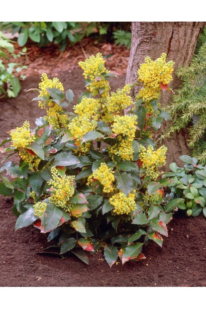 Магония падуболистая Аполло вертикально растущий куст