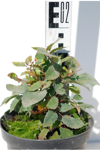 Магония подуболистая Аполло в горшке 3 л