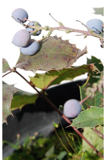 Калифорнийский барбарис