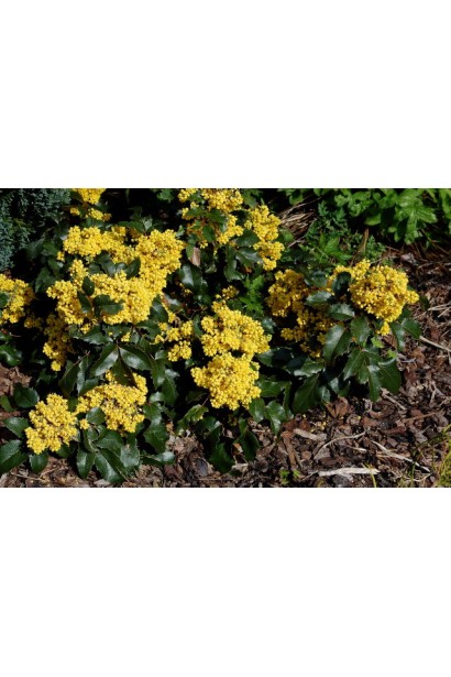  Mahonia aquifolium Apollo