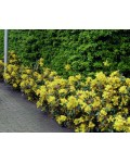 Магонія падуболиста Апполо | Магония падуболистная Аполло | Mahonia aquifolium Apollo