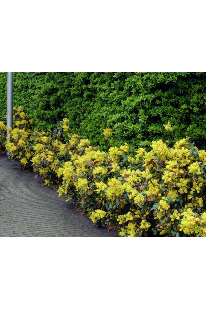 Низкая живая изгородь из магонии Аполло
