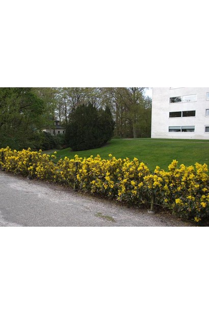 Виноградный падуб Аполло в бордюргий посадке