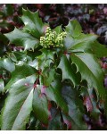 Магония падуболистная Аполло | Магонія падуболиста Апполо | Mahonia aquifolium Apollo