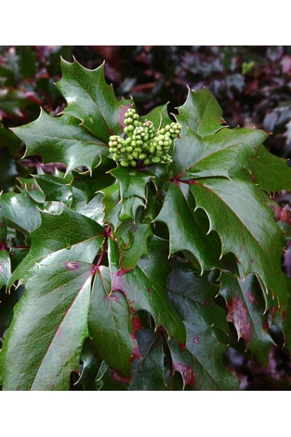 Магония Аполло темно-зеленые блестящие зубчатые листья