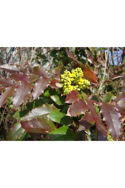 Красные листья магонии Аполло при распускании