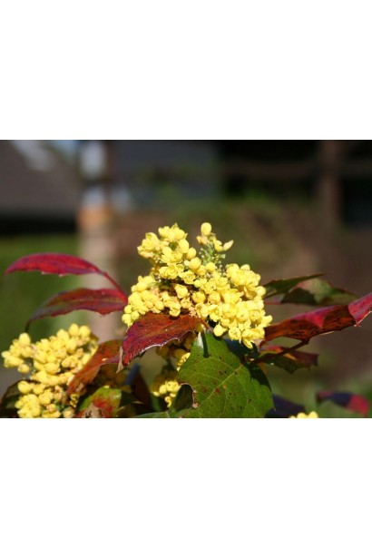 Магония падуболистая Аполло