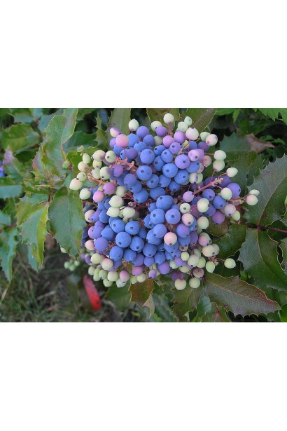 Магония Apollo плоды