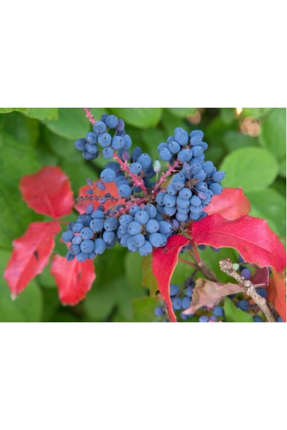 Магония падуболистая Аполло темно-синие округлые ягоды с сизым налетом