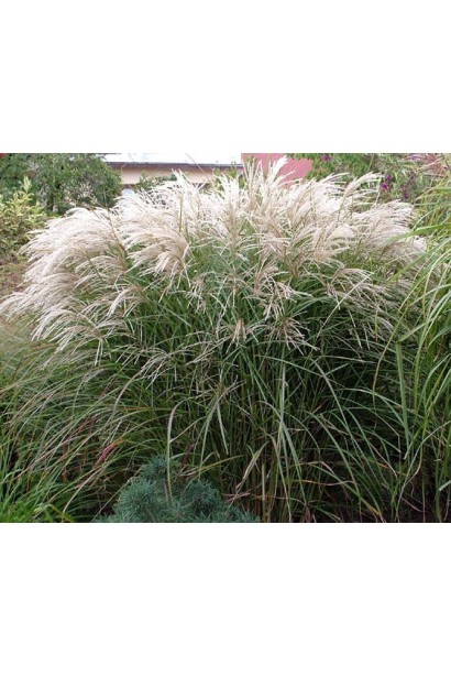 Міскантус китайський Граціелла