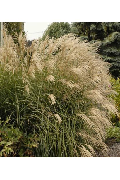 Міскантус китайський Граціелла цвітіння пухнастими волотями