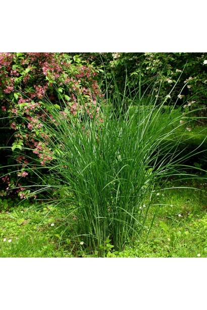 Міскантус Грацієлла вертткальний багаторічний кущ