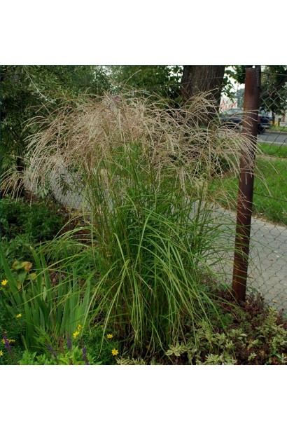 Китайський очерет в ландшафті