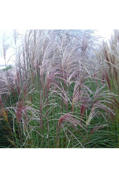 Miscanthus sinensis Graziella
