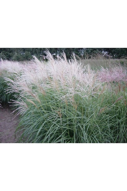 Китайська сріляста трава