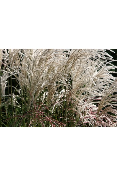 Міскантус Graziella сріблясте колосся