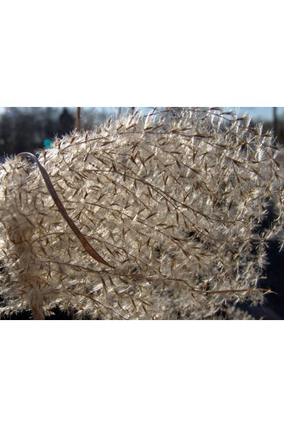 Китайський очерет