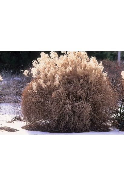 Китайська волосяна трава вид взимку