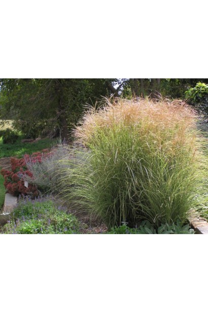 Міскантус  Монінг Лайт багаторічний декоративний злак