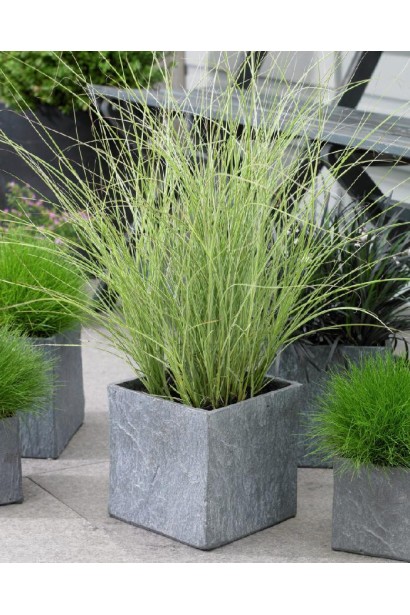 Китайський очерет Монінг Лайт в кашпо